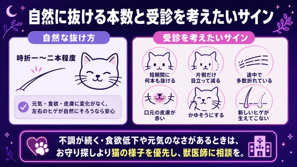 猫のヒゲは金運　自然に抜ける本数と受診を考えたいサイン